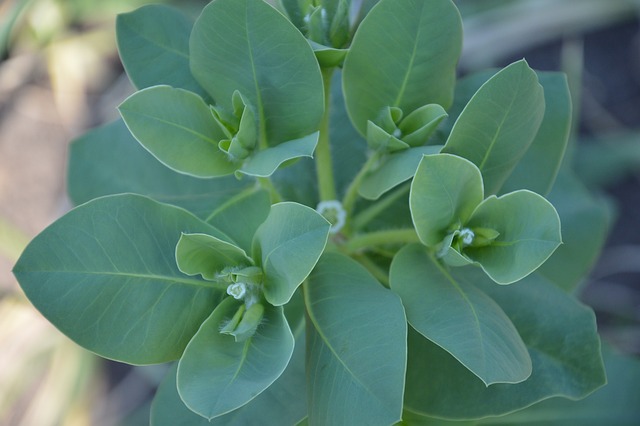 植物 花卉 青菜 - 上的免费照片
