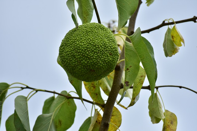 Természet F A - 上的免费照片