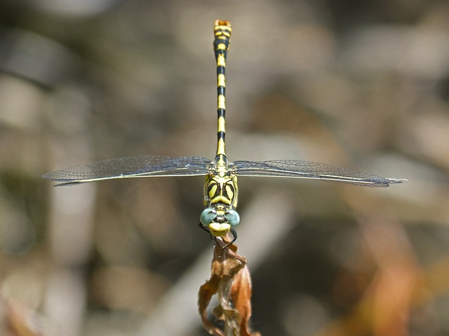 蜻蜓 蜻蜓虎 Onychogomphus Forcipatus - 上的免费照片