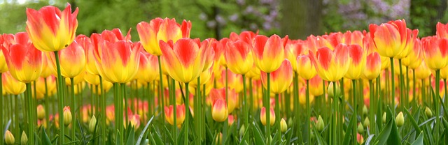 库肯霍夫 郁金香 荷兰 - 上的免费照片