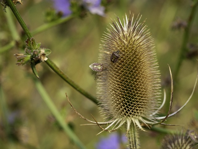 Teasel 植物 自然 - 上的免费照片