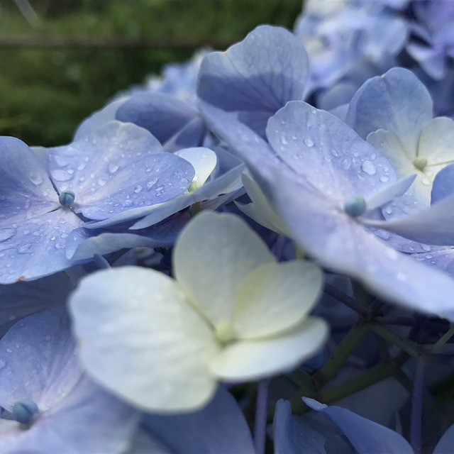 Flower Waterdrop 水珠 - 上的免费照片