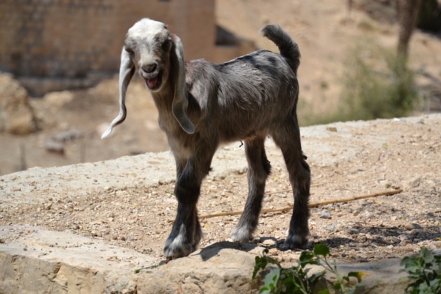羊肉 沙漠 以色列 - 上的免费照片