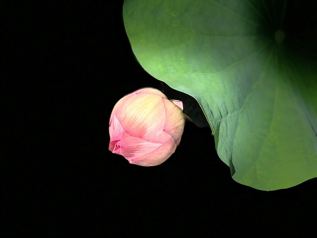 蓮花 簡單 黑色 - 上的免费照片