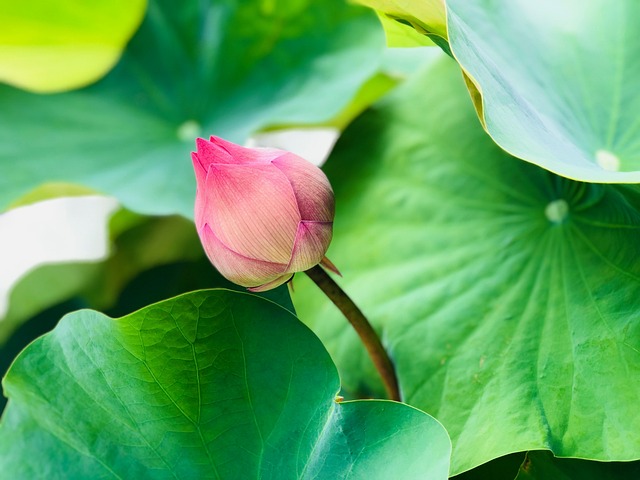 蓮花 獨特 含苞 - 上的免费照片