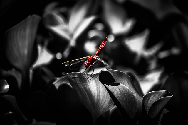 蜻蜓 白黑 昆虫 - 上的免费照片