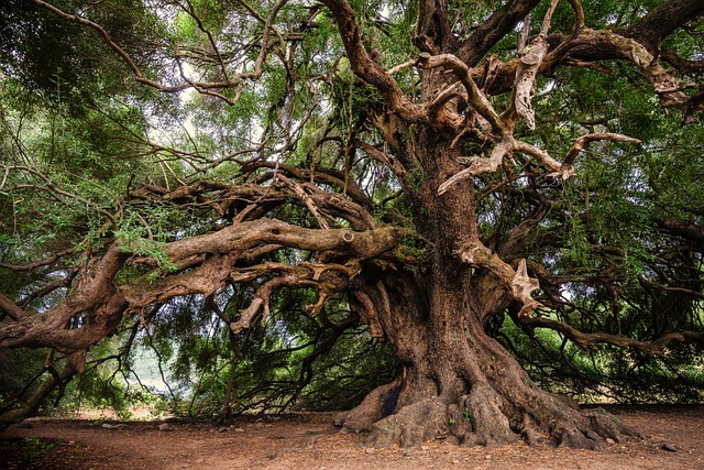 橄榄树 这棵老树 树 - 上的免费照片
