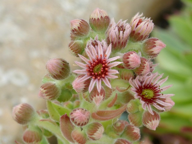 花 仙人掌花 美 - 上的免费照片