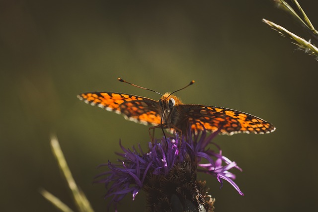 蝴蝶 川贝 橙色的 - 上的免费照片
