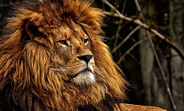 狮子 动物 野生动物 - 上的免费照片