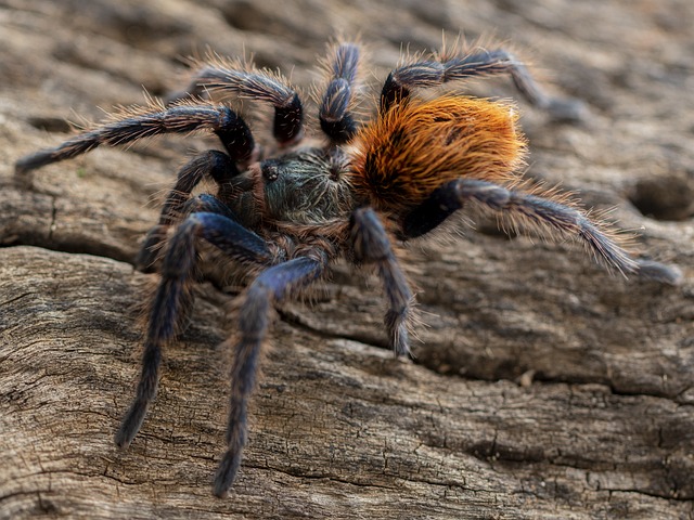 蜘蛛 狼蛛 Chromatopelma - 上的免费照片