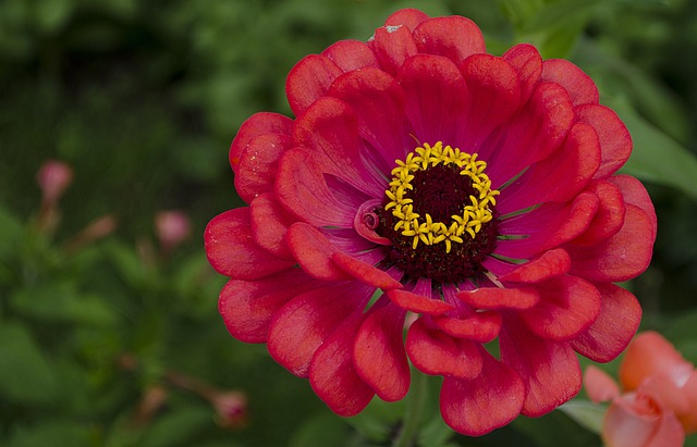 花 Zena 细节 - 上的免费照片