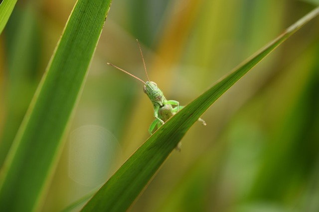 草蜢 蚂蚱 昆虫 - 上的免费照片