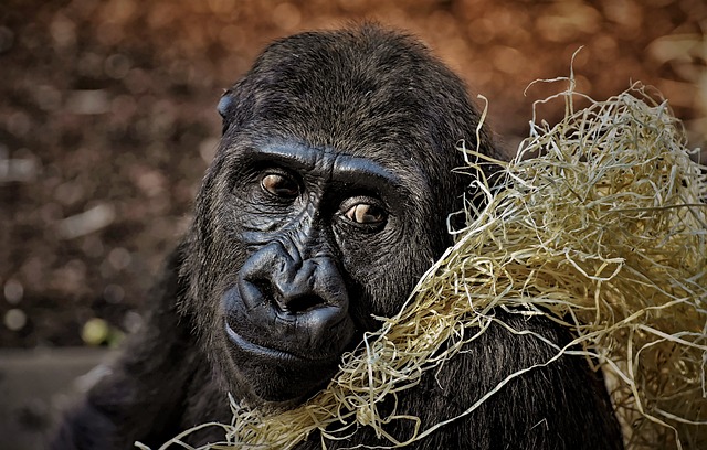 猴 动物 哺乳动物 - 上的免费照片