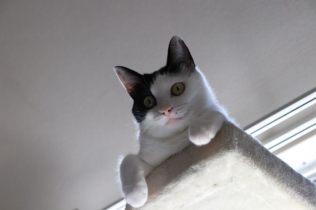 猫咪 小猫 宠物 - 上的免费照片
