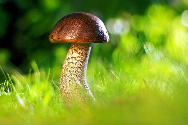 蘑菇 秋天 生长 - 上的免费照片