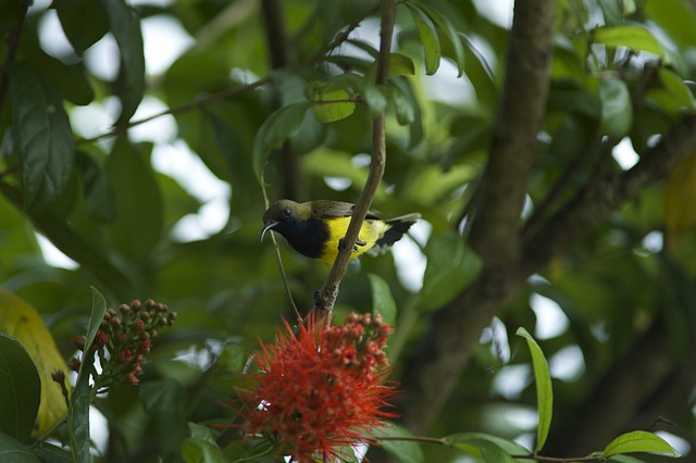 鸟儿吃零售Linden 鸟 食品 - 上的免费照片