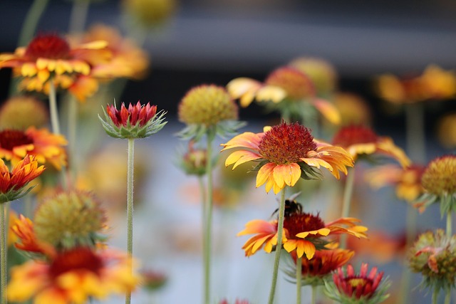 毯子花 Gaillardia Aristata 装饰性的 - 上的免费照片