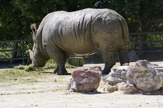 犀牛 胎盘哺乳动物 黑犀牛 - 上的免费照片