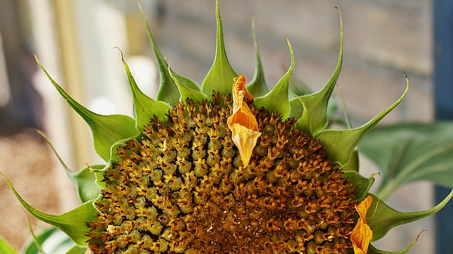 向日葵 种子 点数 - 上的免费照片