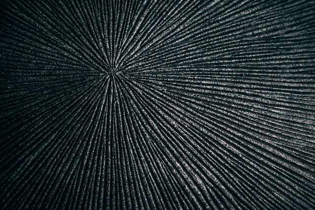 动物 背景 黑色的 - 上的免费照片