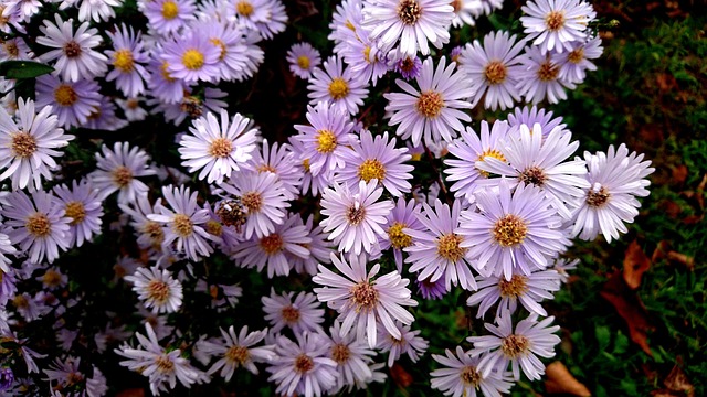 翠菊 花朵 Astra Novoblogika - 上的免费照片