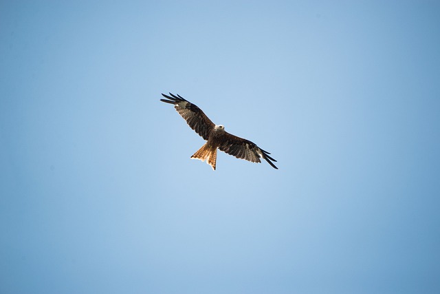 鸟 英国的 鹰 - 上的免费照片