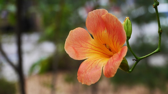Campsis 橙色的 花 - 上的免费照片