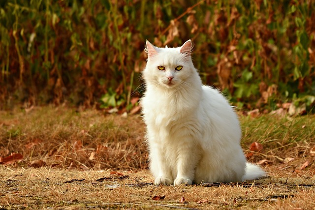 猫 宠物 猫科动物 - 上的免费照片