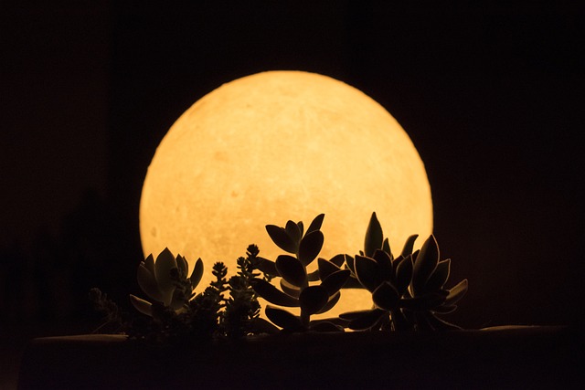 月亮 月光 自然 - 上的免费照片