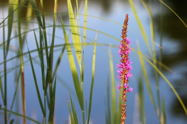 红狐狸婆婆纳 维罗妮卡 Spicata 湖 - 上的免费照片