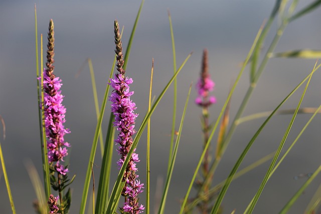红狐狸婆婆纳 维罗妮卡 Spicata 湖 - 上的免费照片