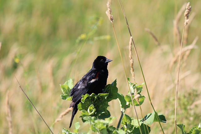 红翅黑鹂 雏鸟 - 上的免费照片