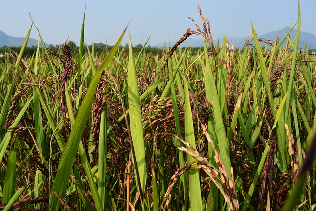 稻米的紫色的 糙米饭 饭 - 上的免费照片