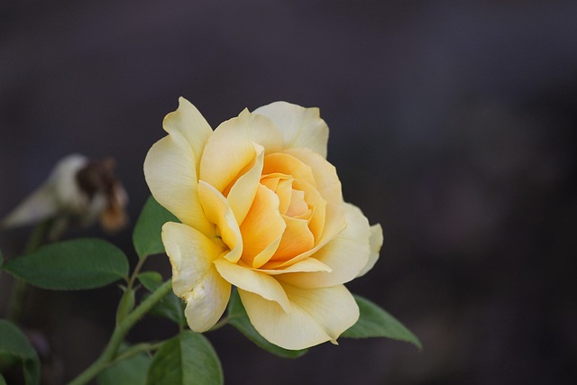 玫瑰 花 黄玫瑰 - 上的免费照片