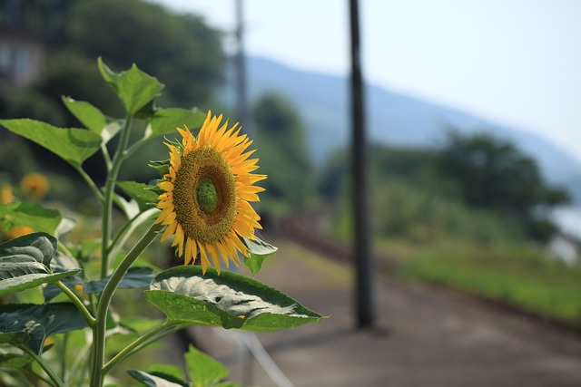 向日葵 花 夏天 - 上的免费照片