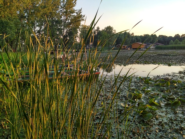 匈牙利 清澈的湖水 沼泽 - 上的免费照片