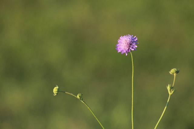 草地上的遗孀花 Knautia Arvensis 夏天 - 上的免费照片