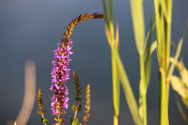 红狐狸婆婆纳 维罗妮卡 Spicata 湖 - 上的免费照片