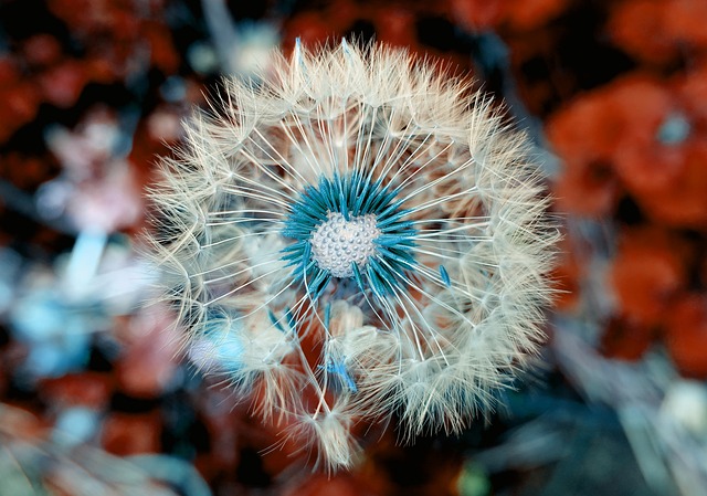 花 蒲公英 野花 - 上的免费照片