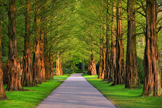 通路 公园 树木 - 上的免费照片