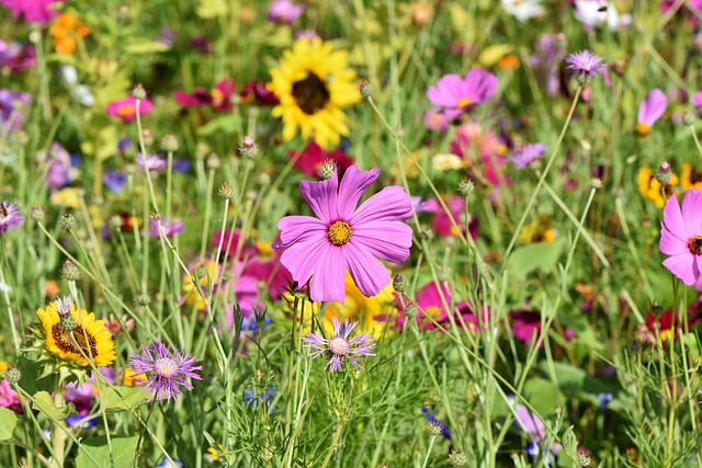 花草甸 花朵 野花 - 上的免费照片