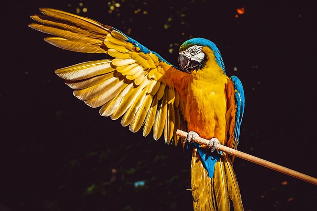 鹦鹉 黄色金刚鹦鹉 鸟 - 上的免费照片