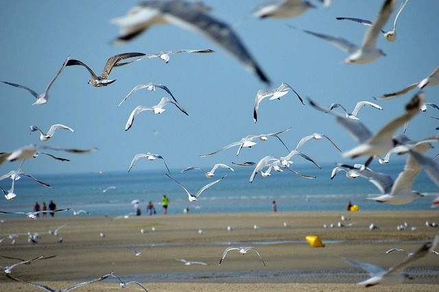 海 海滩 斯特拉海滩 Hauts De - 上的免费照片