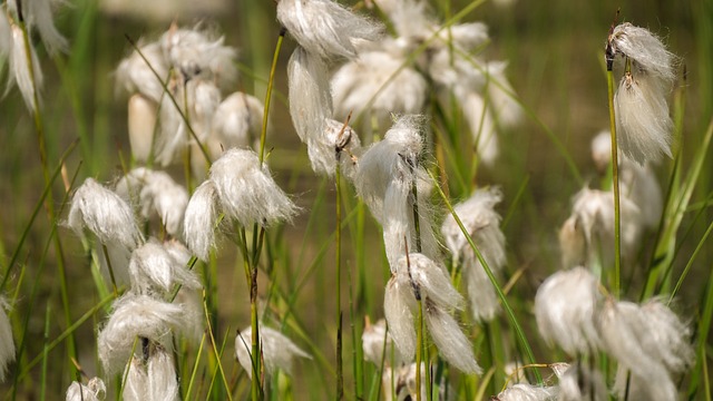 Cottongrass 花朵 种子 - 上的免费照片