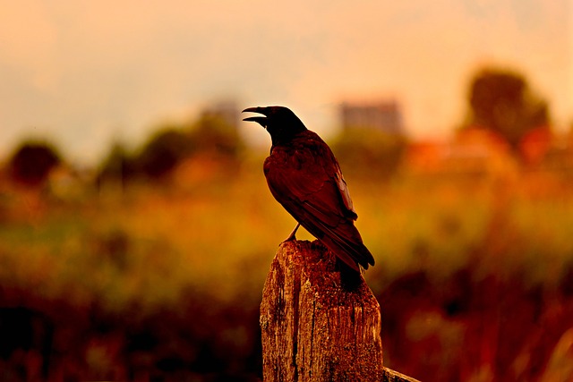 乌鸦 鸟 坐 - 上的免费照片