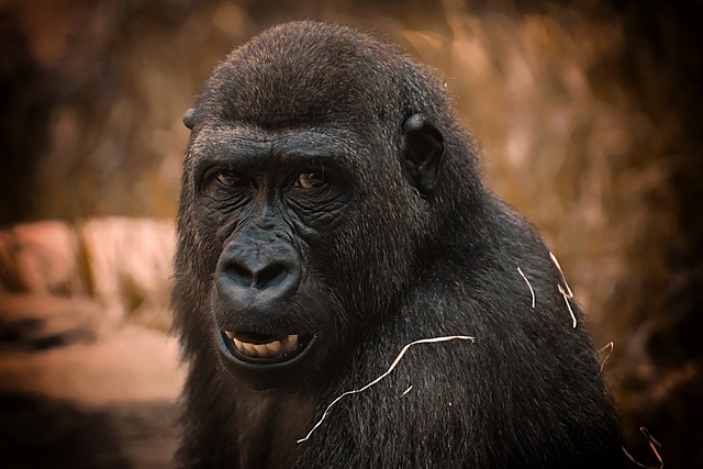 大猩猩 猴 灵长类动物 - 上的免费照片