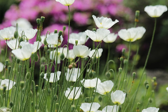 罂粟花 花朵 白色的罂粟花 - 上的免费照片