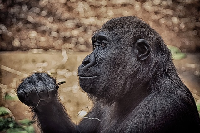 猴 哺乳动物 动物 - 上的免费照片
