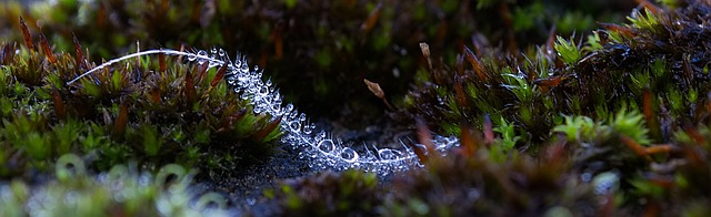 水 水滴 春天 - 上的免费照片